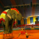 India Circus